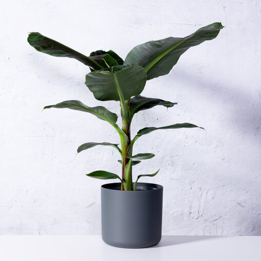 Bananenplant